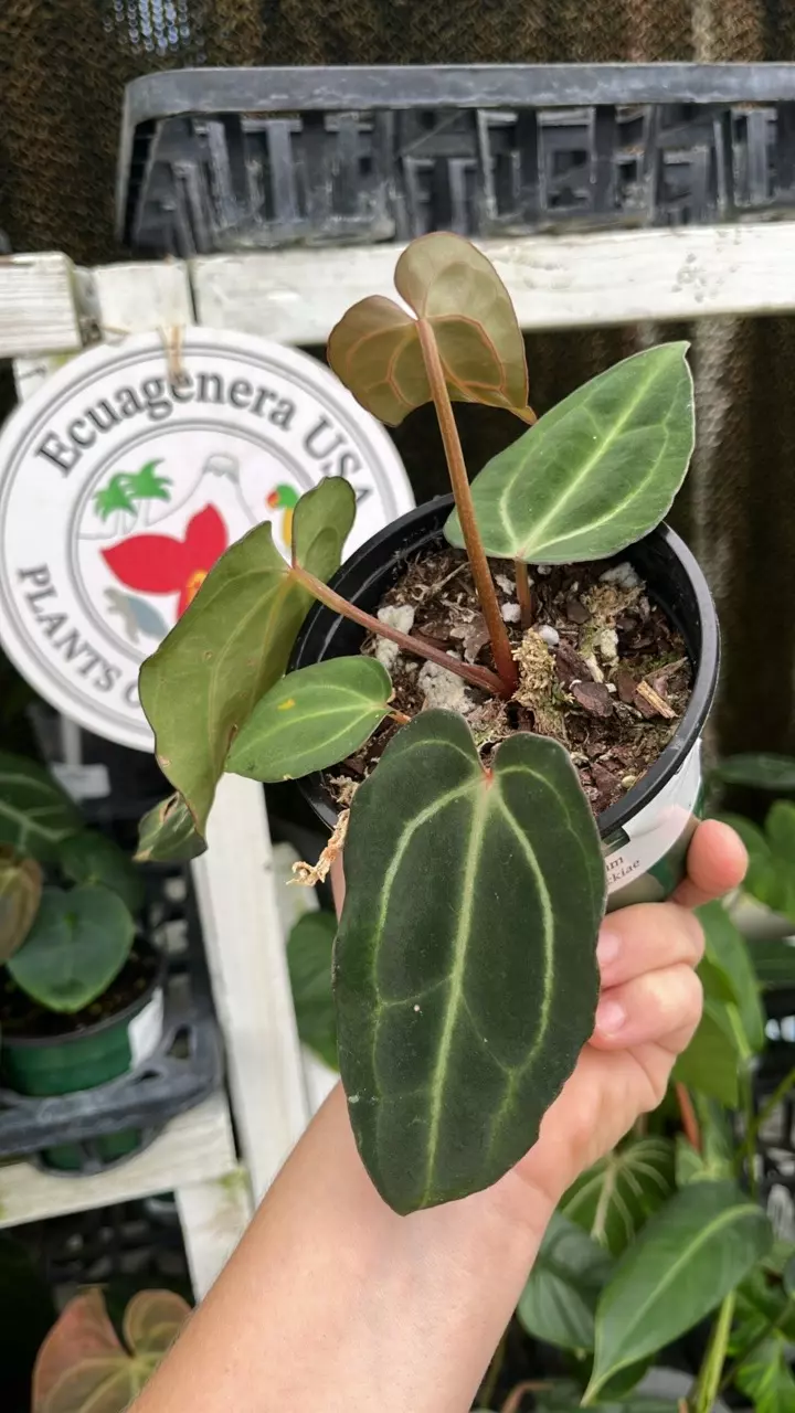 C338 Anth carlablackiae seedling thumbnail