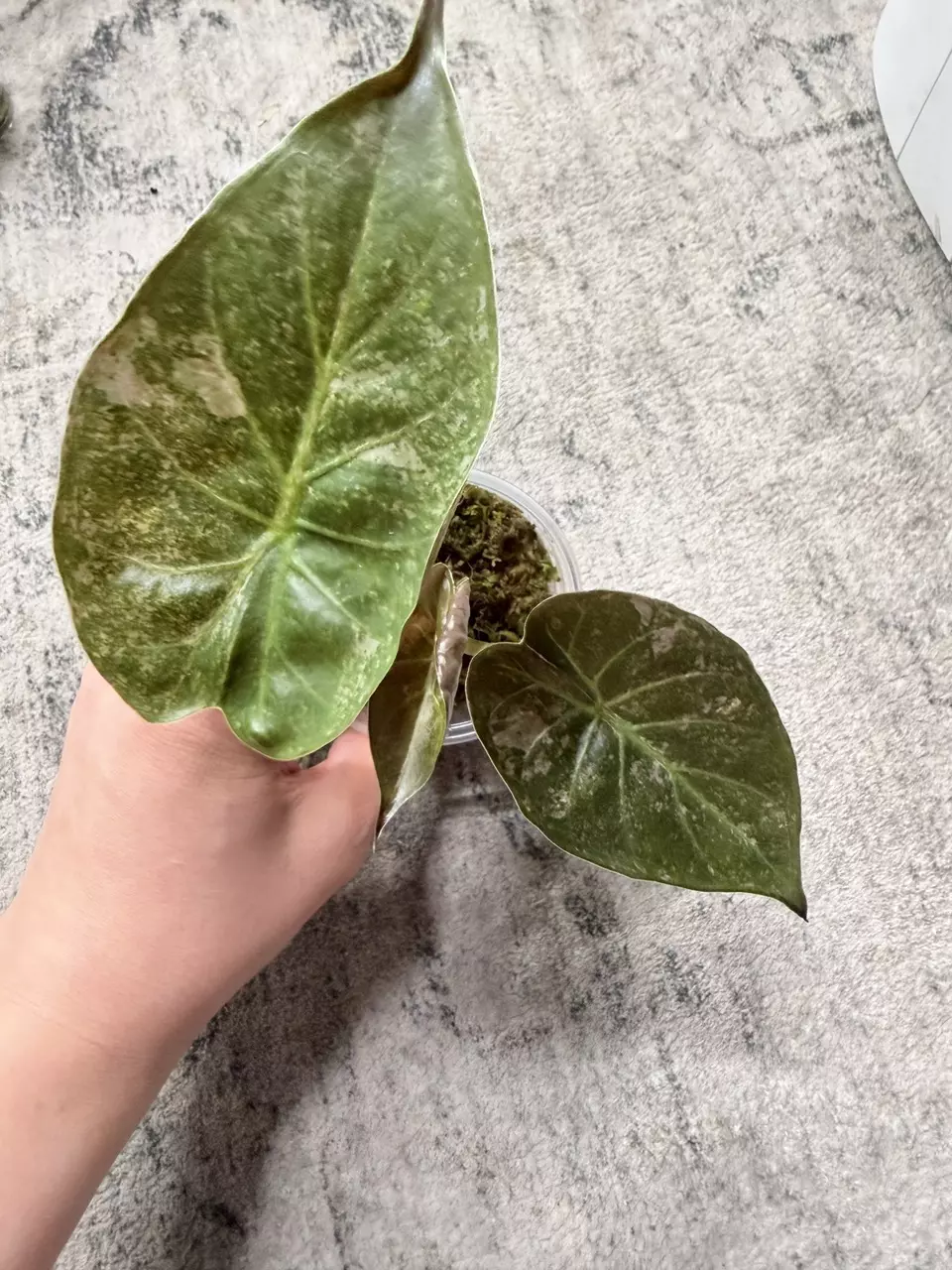 Alocasia Wentii Pink Splash thumbnail