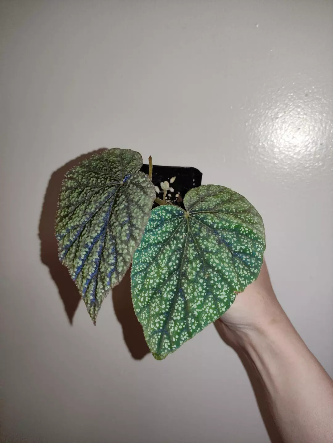 Begonia hybrid thumbnail