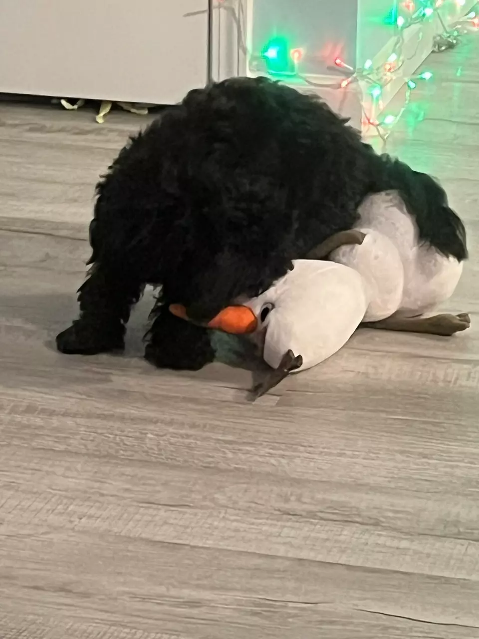 Buy Rocky a plushie! thumbnail