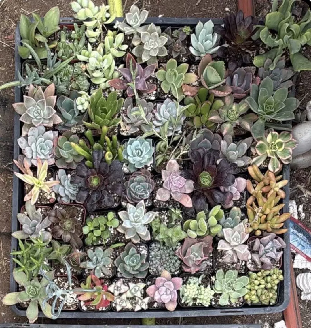 Order for PlantyVibes thumbnail