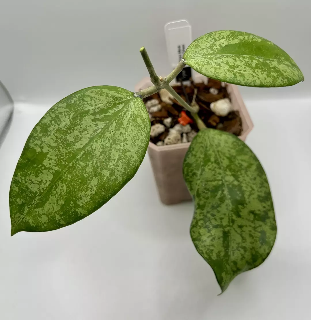Hoya Minh Chau Silver thumbnail