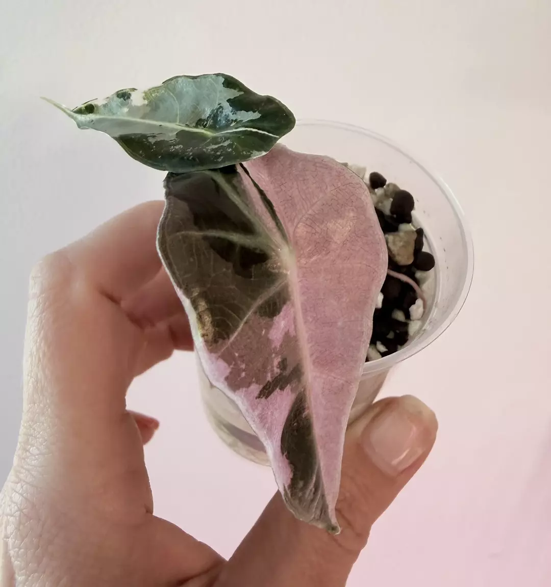 Alocasia Pink Albo Pseudosanderiana! 🩷🤍🩷 thumbnail