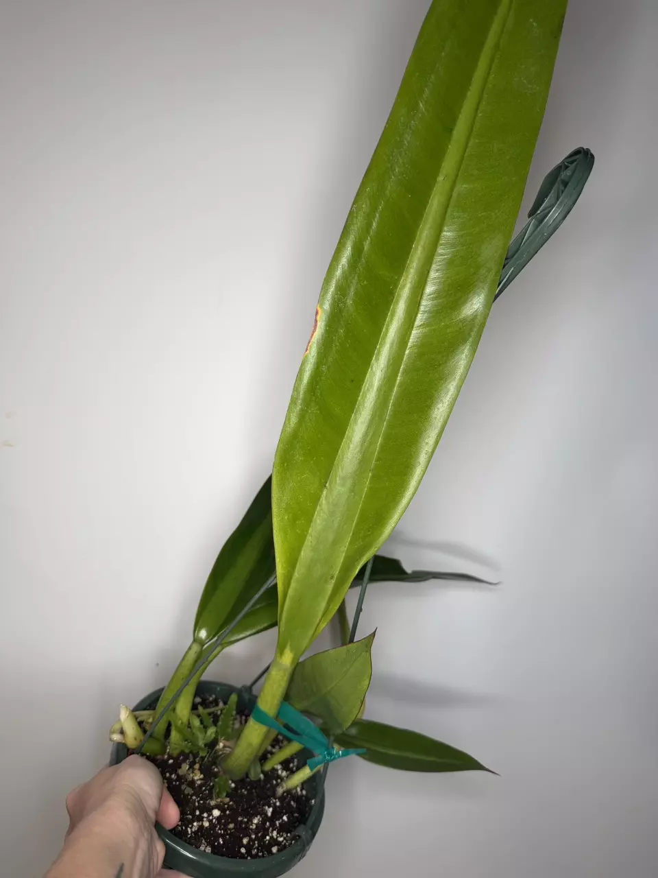 Philodendron Crassinervium - 6” Pot thumbnail