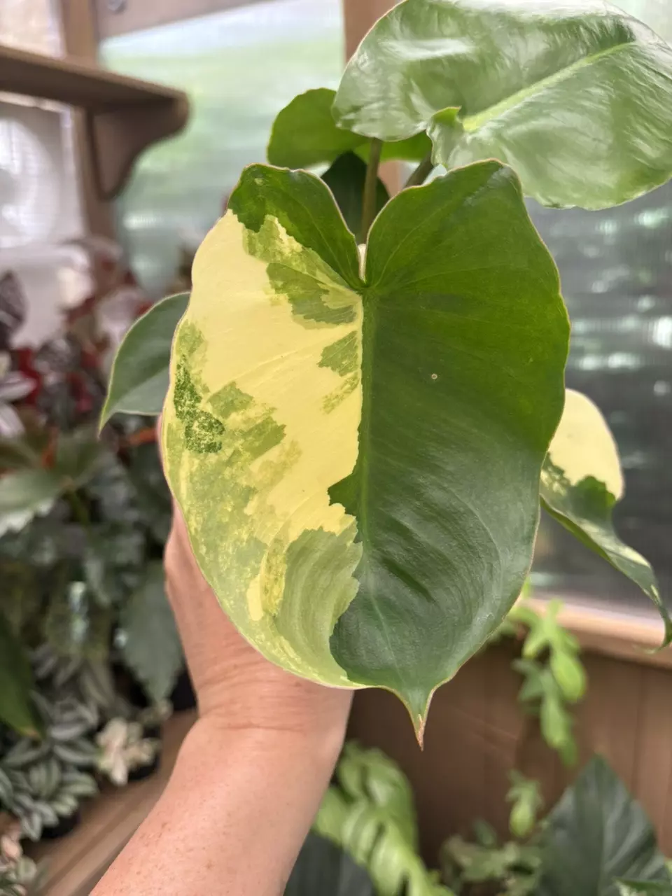 4” Philodendron Burle Marx Variegated thumbnail