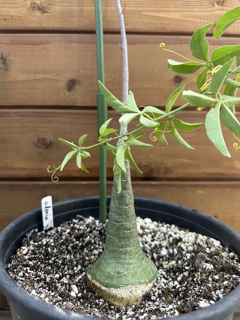 Adenia glauca - Elephant's Foot Plant thumbnail