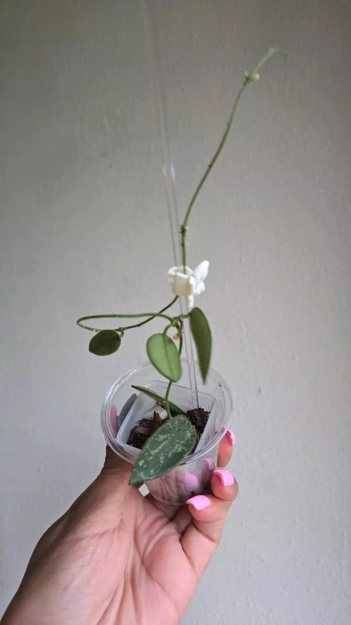 Hoya Thompsonii (splash white flower) #D 6284 thumbnail