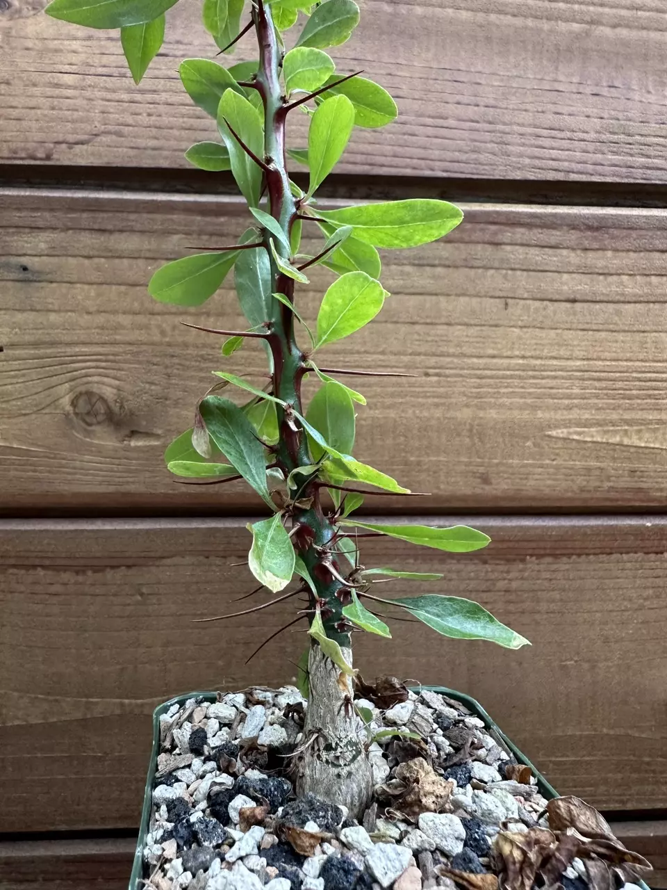 Fouquieria fasciculata - Barrel Tree Tropical Ocotillo - Live Rare Succulent thumbnail