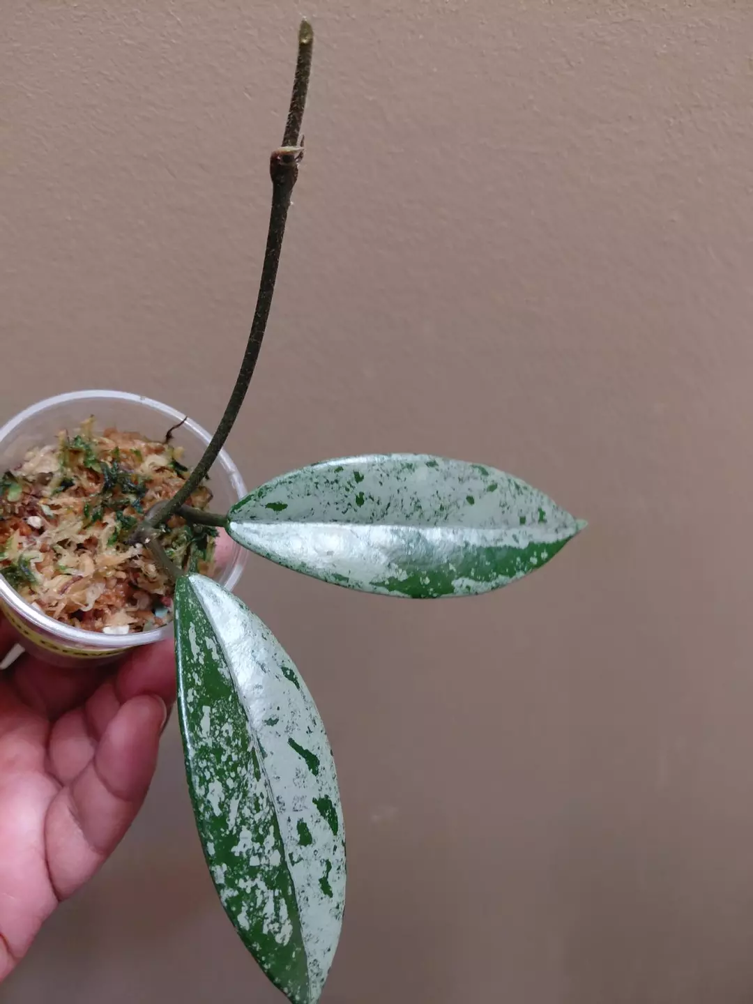 Hoya Wilbur Graves China thumbnail