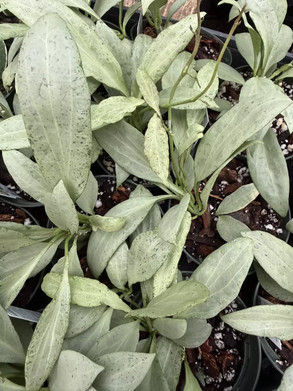 New Guinea Ghost 4” (GP) thumbnail