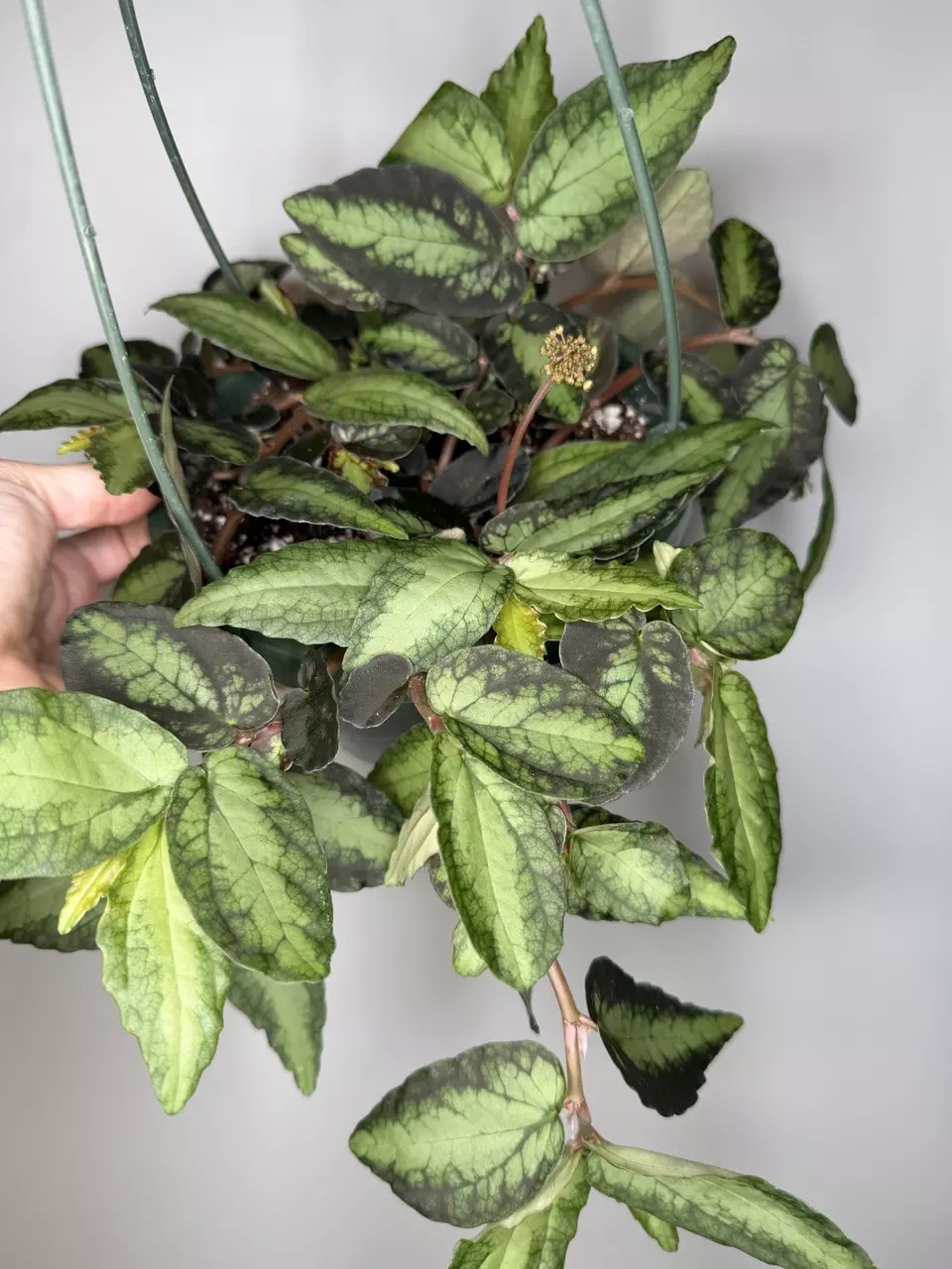 Pellionia Repens ‘Watermelon Vine’ - 6” Pot thumbnail