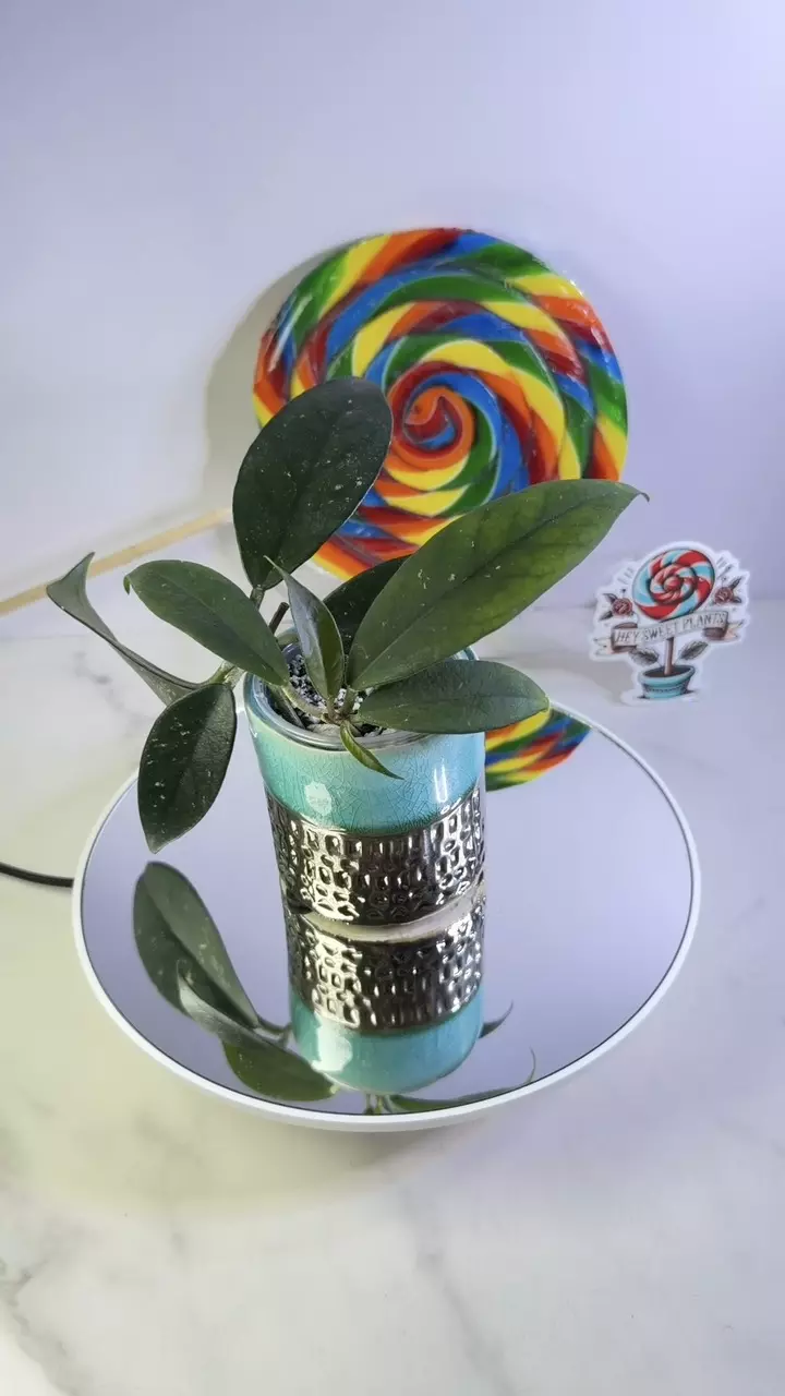 Hoya Mini Fungii thumbnail