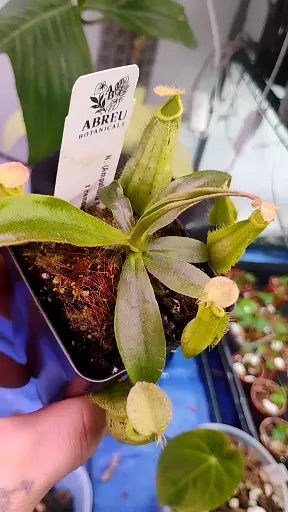 Napenthes (Ampullaria Red ×Black) Hemsleyana thumbnail