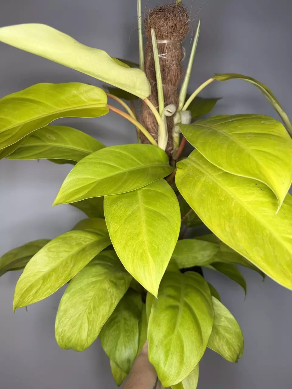 Philodendron Golden Goddess - 8” Pot thumbnail