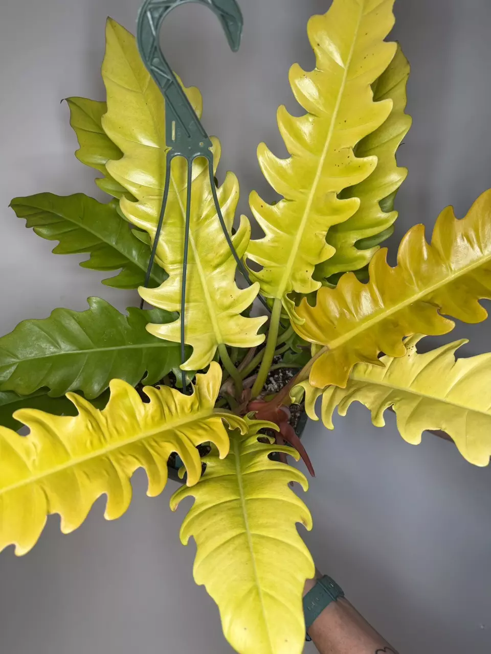 *Mature* Philodendron Golden Crocodile thumbnail