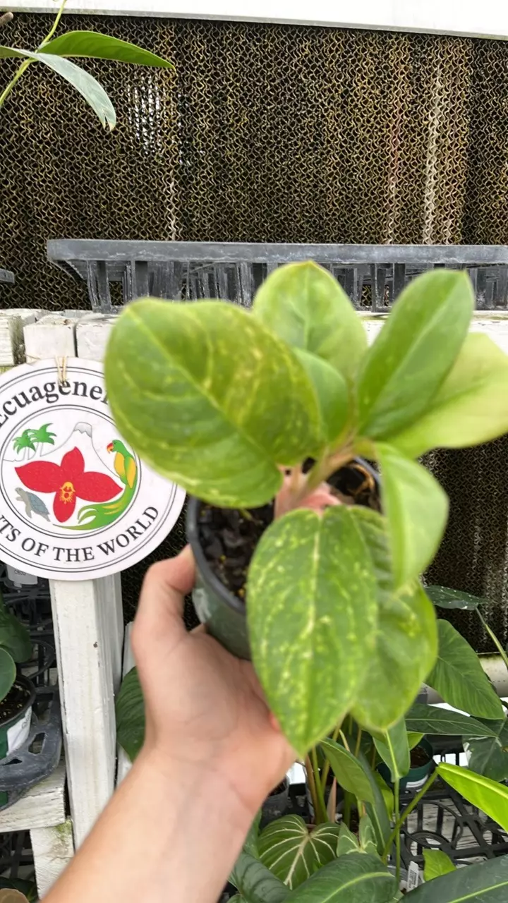 C315 Aglaonema Pink Blush seedling thumbnail