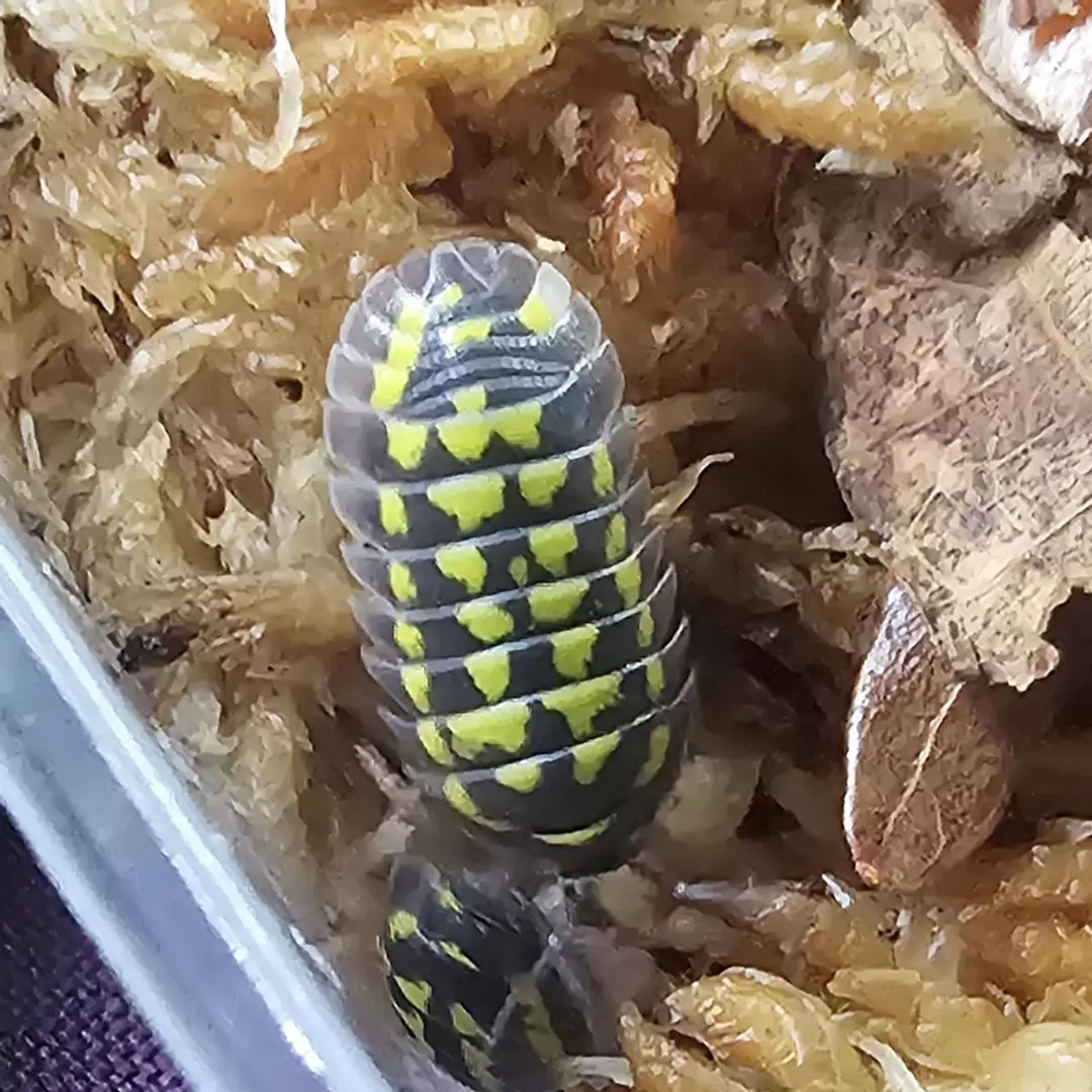Armadillidium gestroi 10ct thumbnail
