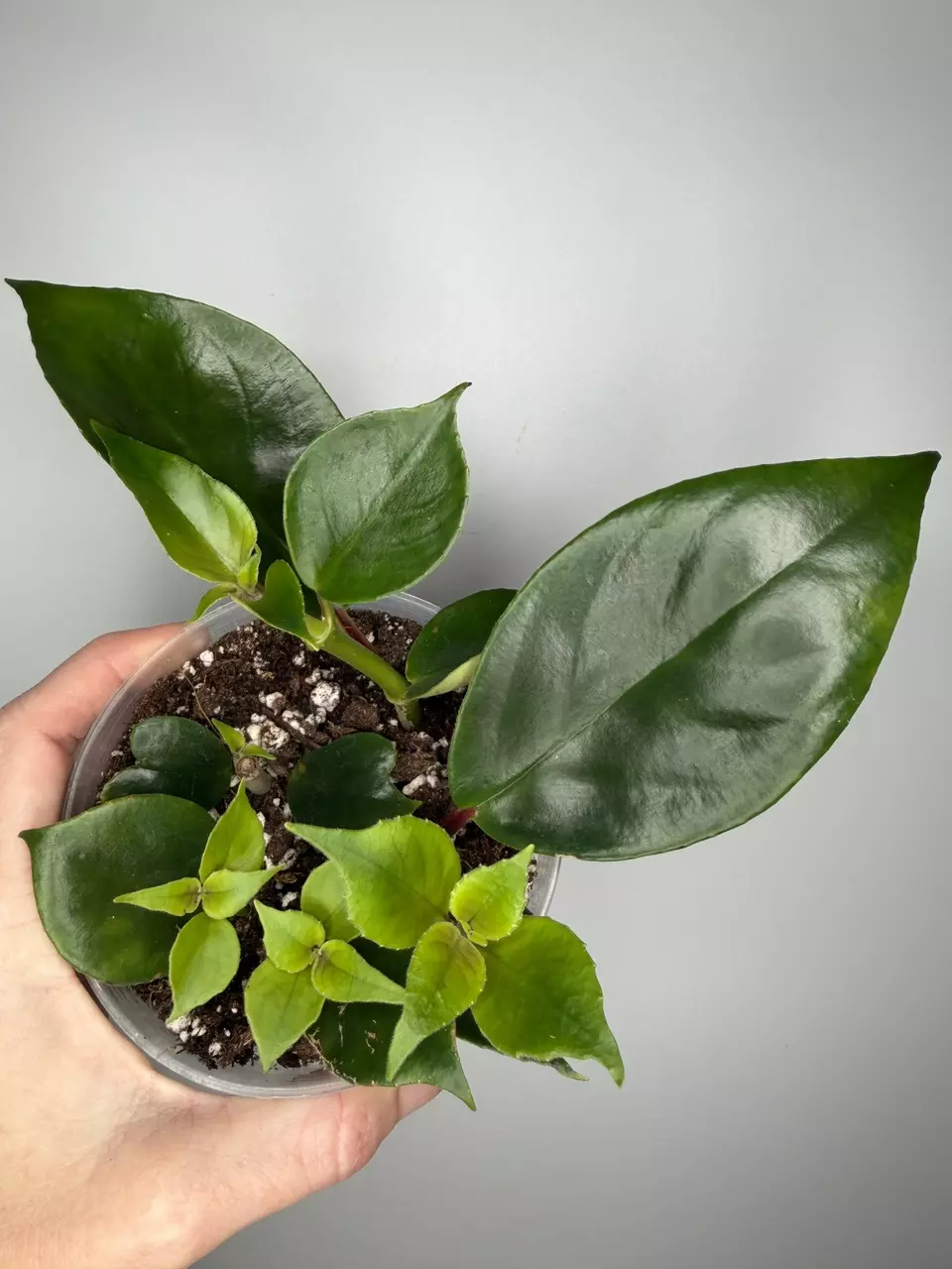 Nematanthus ‘Goldfish Plant’ - 4” Pot thumbnail