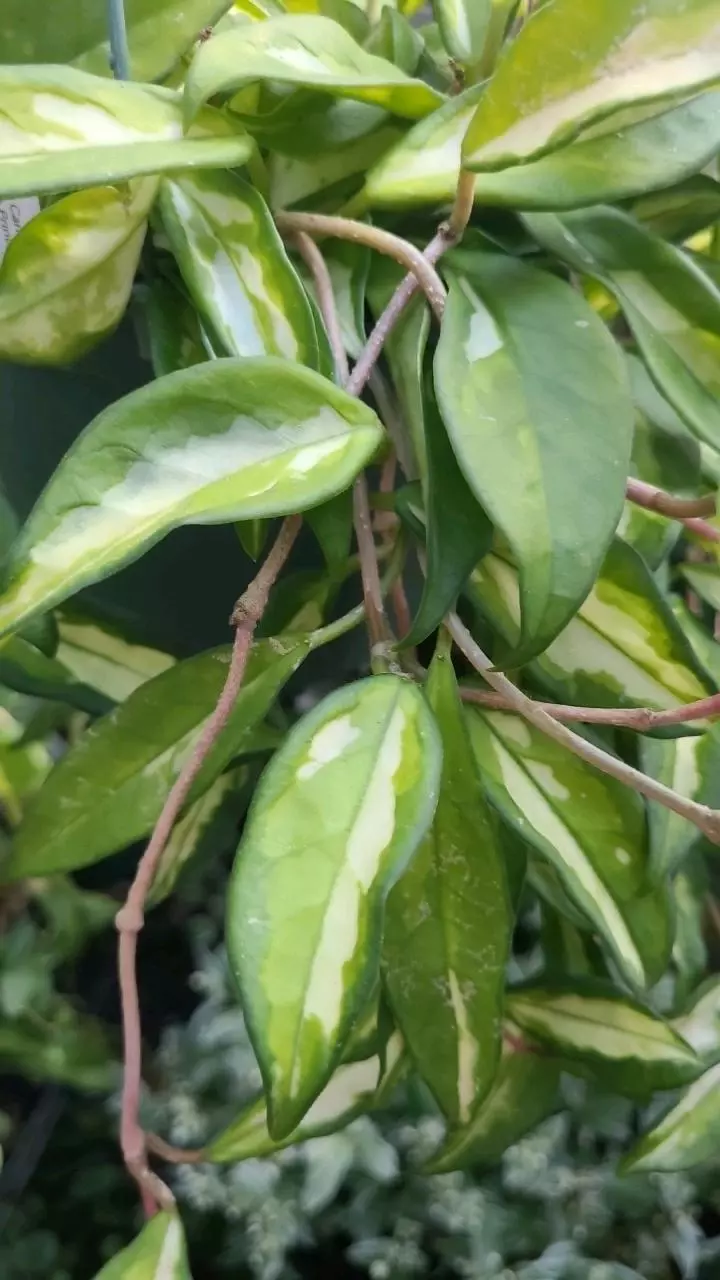 FRESH CUT Hoya Krimson Princess 2 Nodes thumbnail