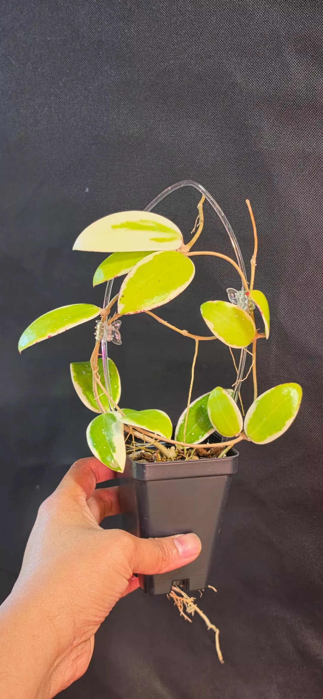 Hoya Verticillata Yangzhi albo thumbnail
