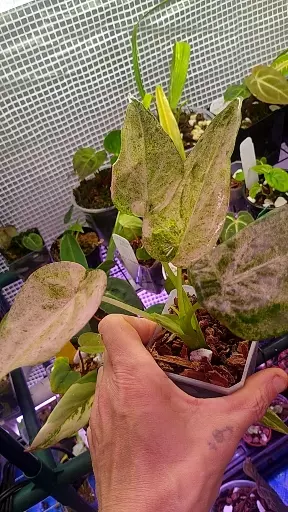 Alocasia Culcullata mint thumbnail