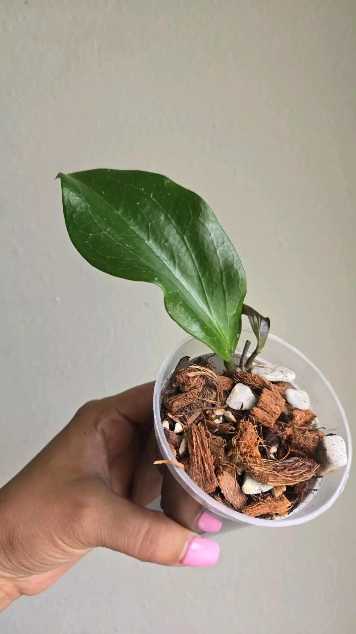 Hoya LP007 (erythrina x UT267) #D 6286 thumbnail