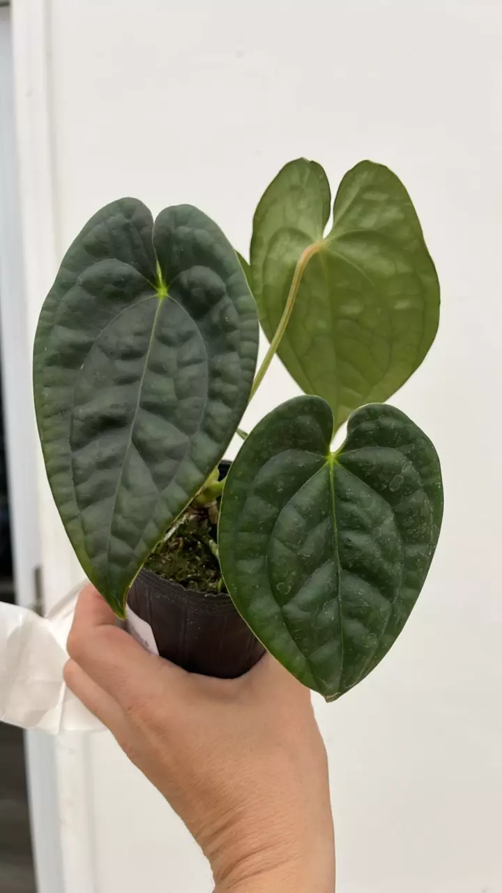 C335 Anth David Portilla Dreams seedling thumbnail