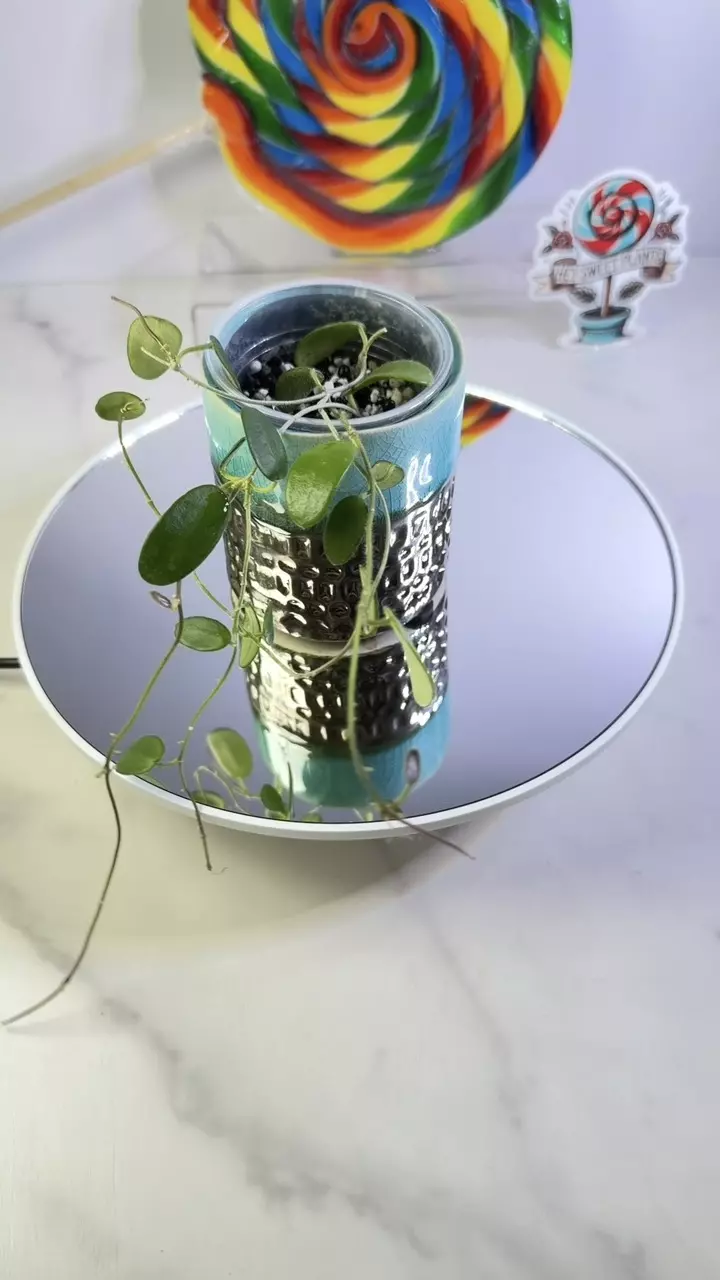 Hoya Spectatissima thumbnail