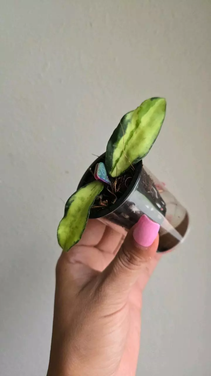 Hoya phuwuwanensis (inner variegated) #8989 thumbnail