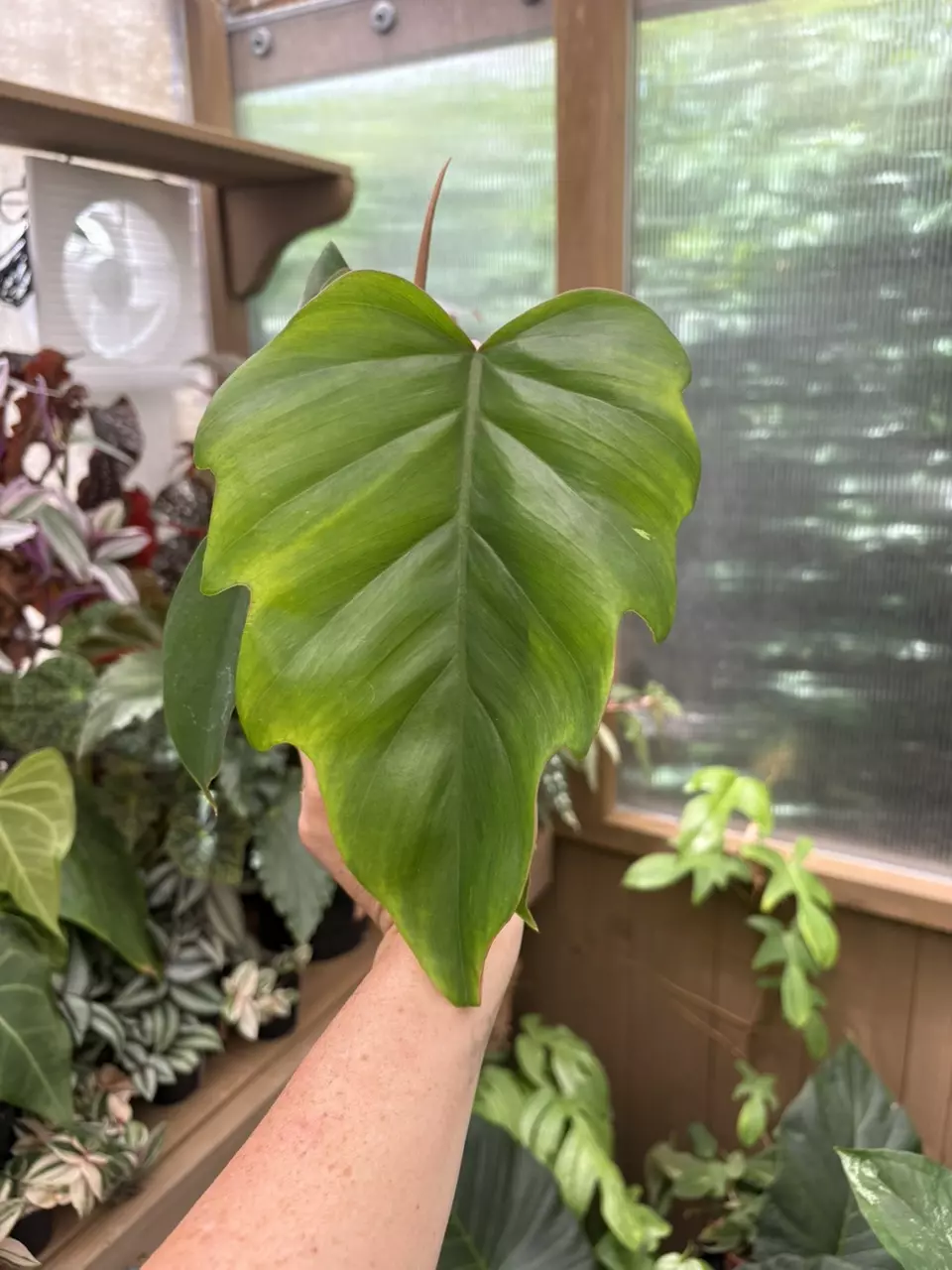 4” Philodendron Bipinnatifidum thumbnail