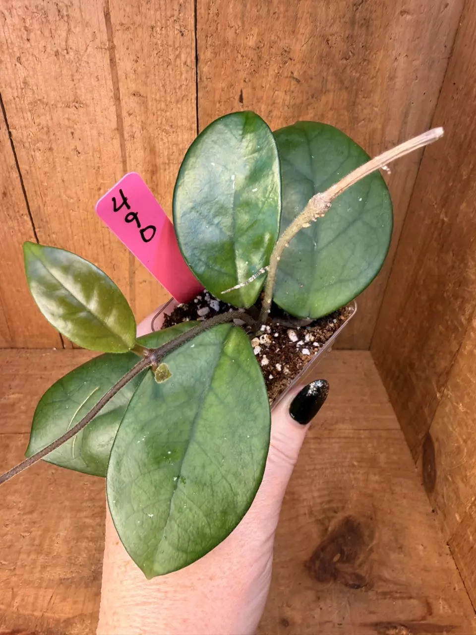 490 Hoya fungii Philippines thumbnail