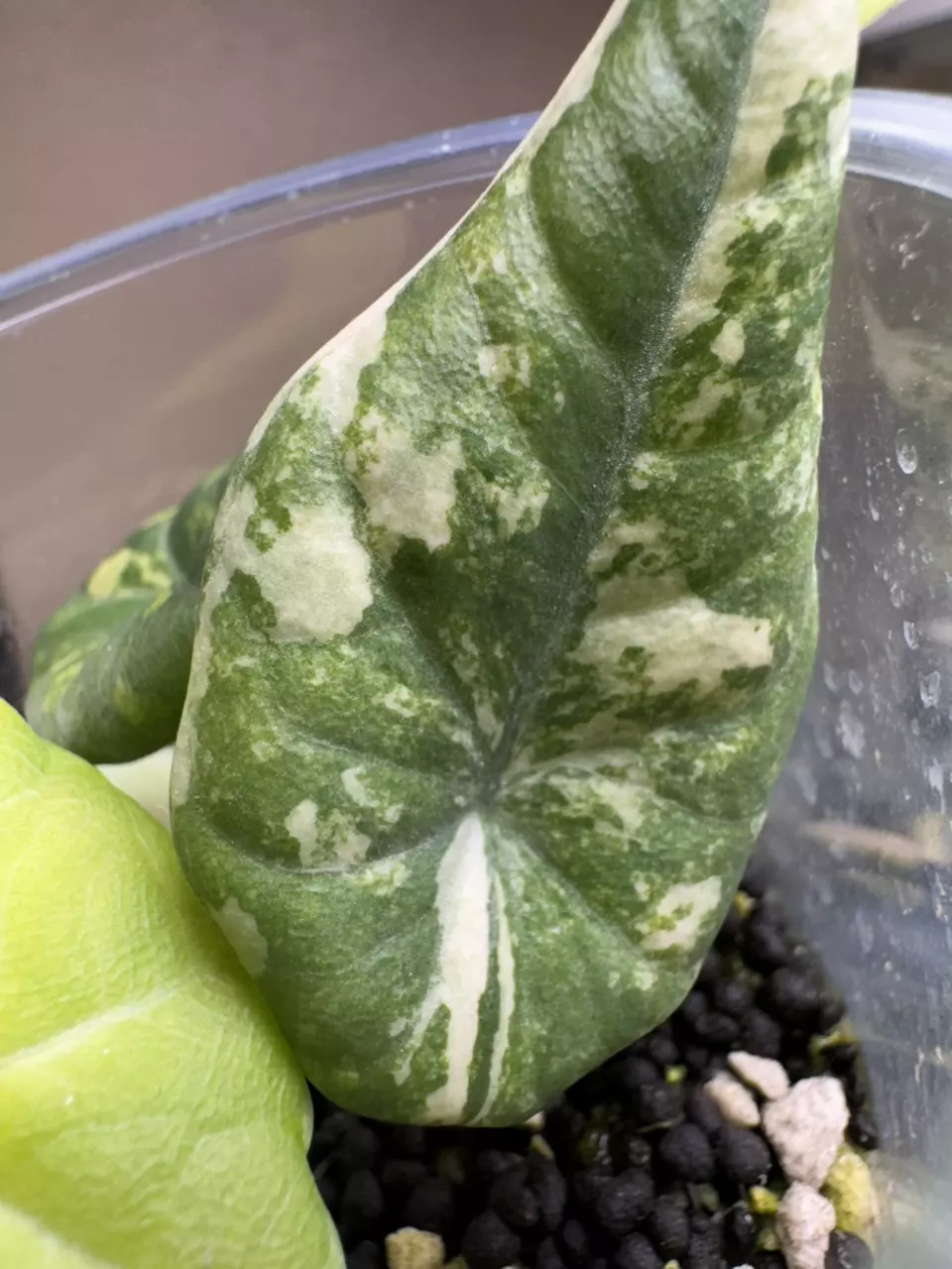 MAHARANI GOLDEN LEMON 🍋 LIME 🍋‍🟩 thumbnail