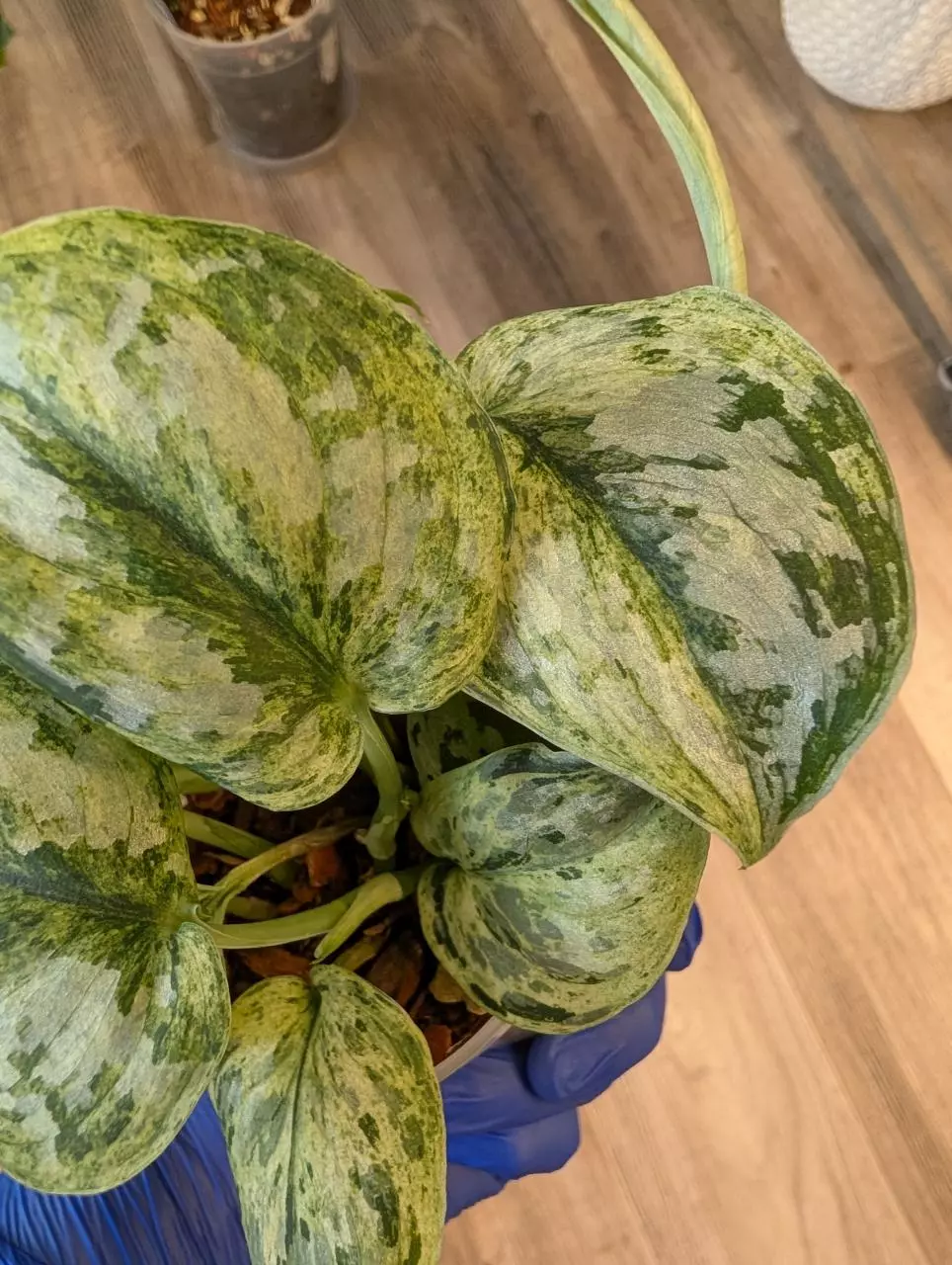 Scindapsus Peasun with one Silver Splash mixed in thumbnail