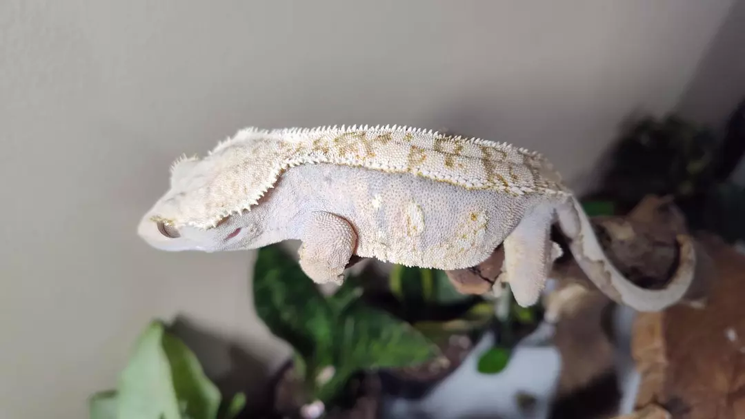 C04 tricolor extreme harlequin F 42.8g thumbnail