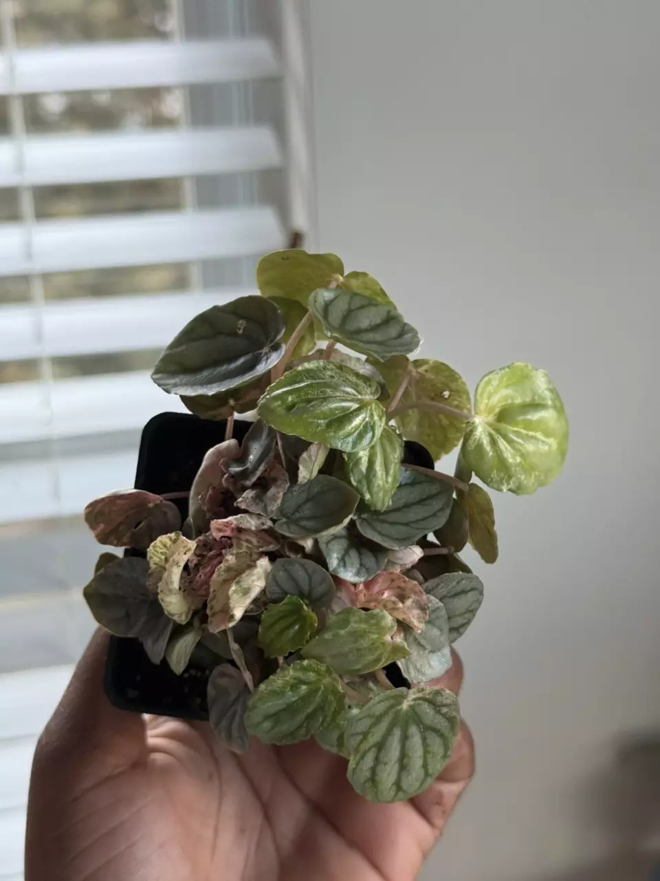Peperomia Pink Lady thumbnail