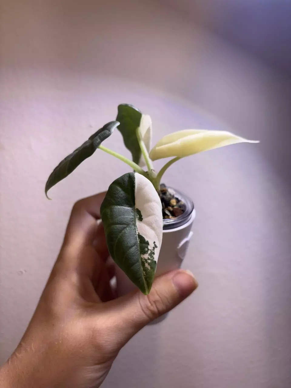 ✨Alocasia Maharani Albo/Pink✨ thumbnail