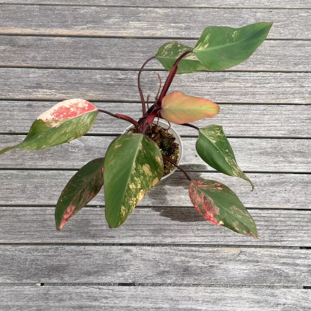 Mutated strawberry shake thumbnail