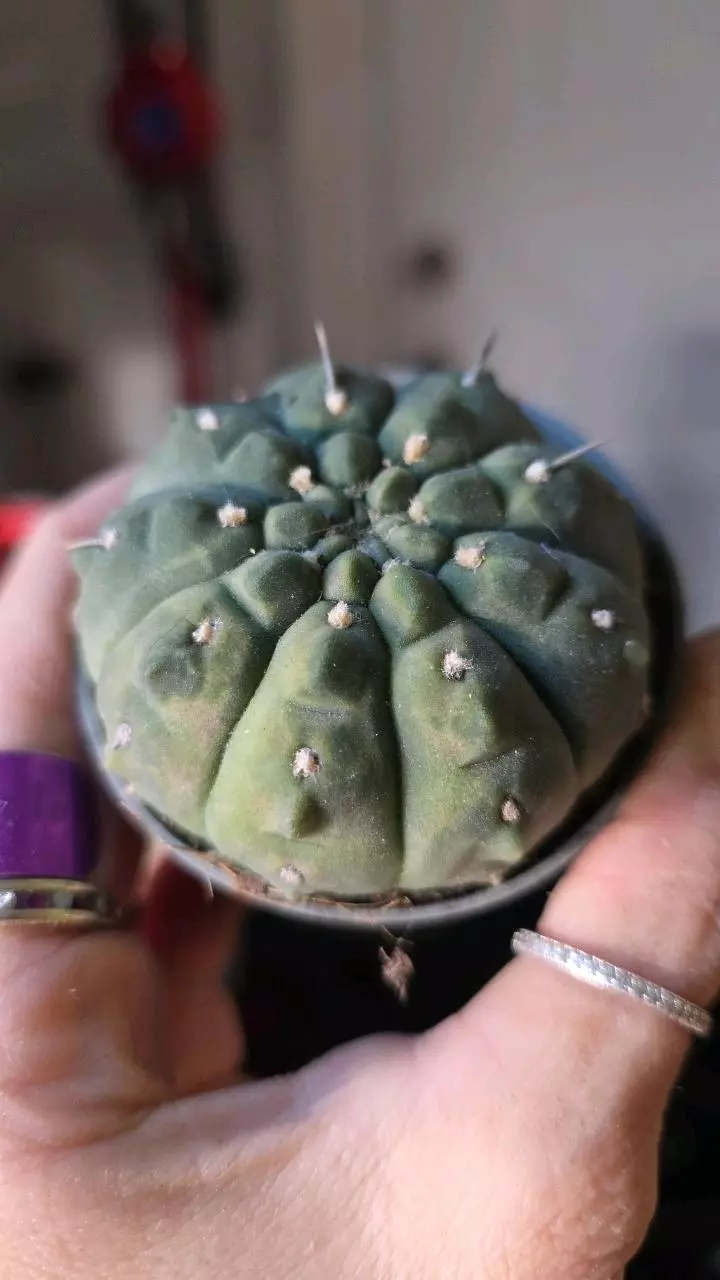 gymnocalycium vatteri eindornig thumbnail