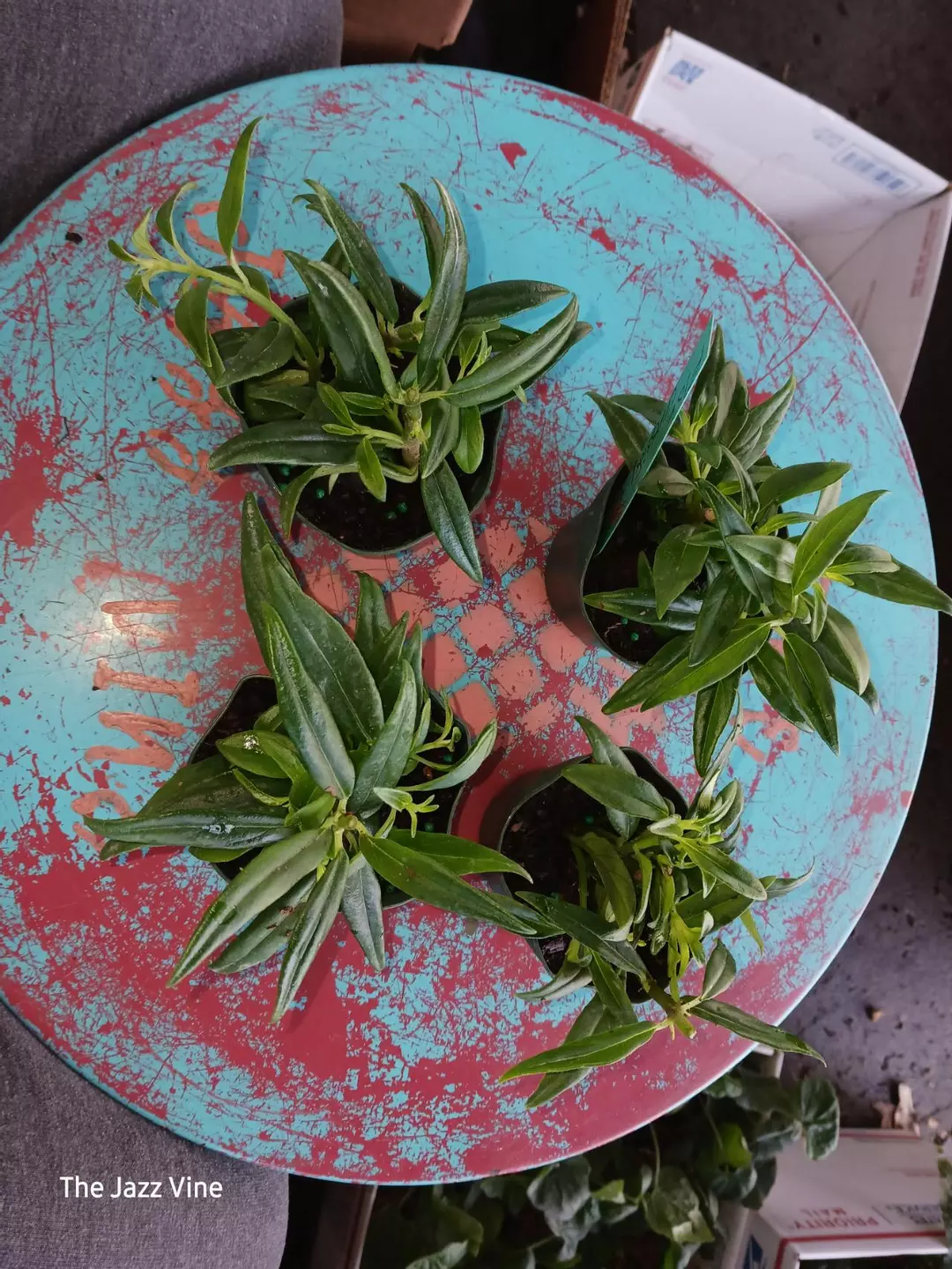Columnea crassifolia thumbnail