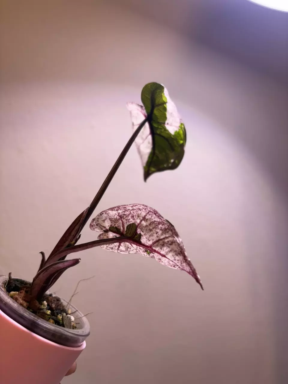 ✨Alocasia Plumbae Mutation✨ thumbnail