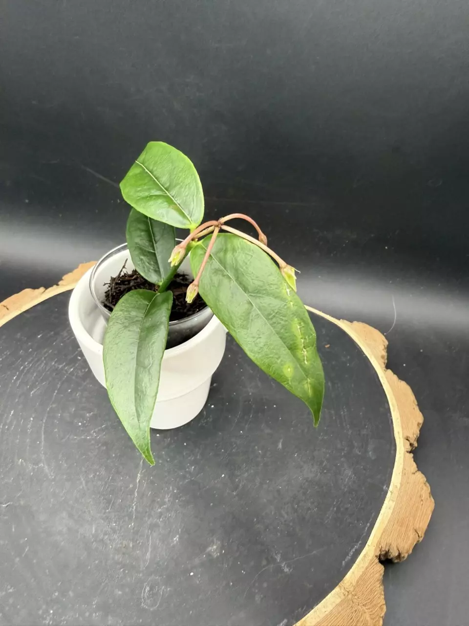 Hoya Acuminata #292 w/ peduncle thumbnail