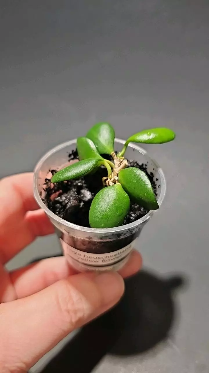 Hoya heuschkeliana yellow flower thumbnail