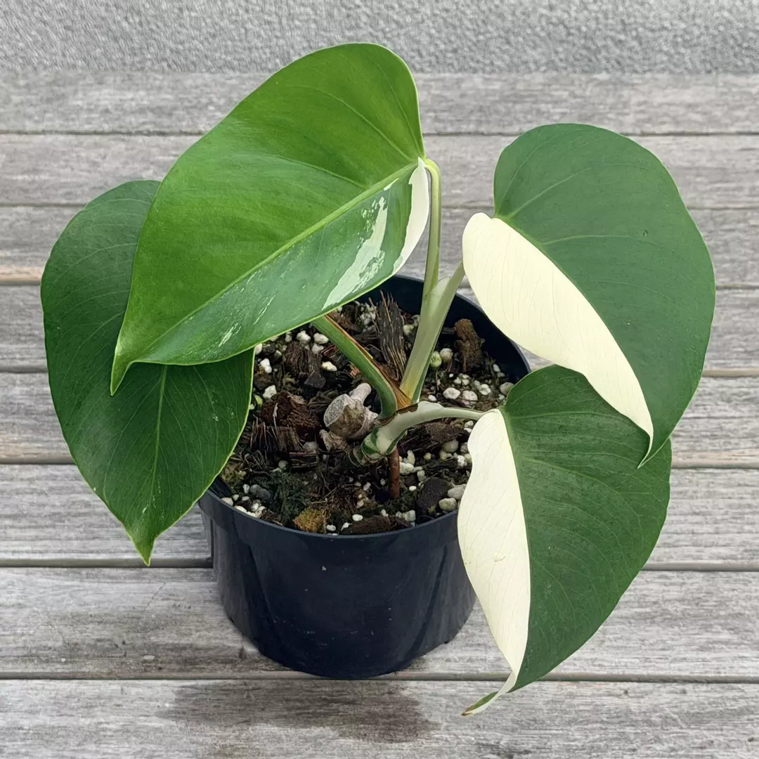 Monstera Albo thumbnail