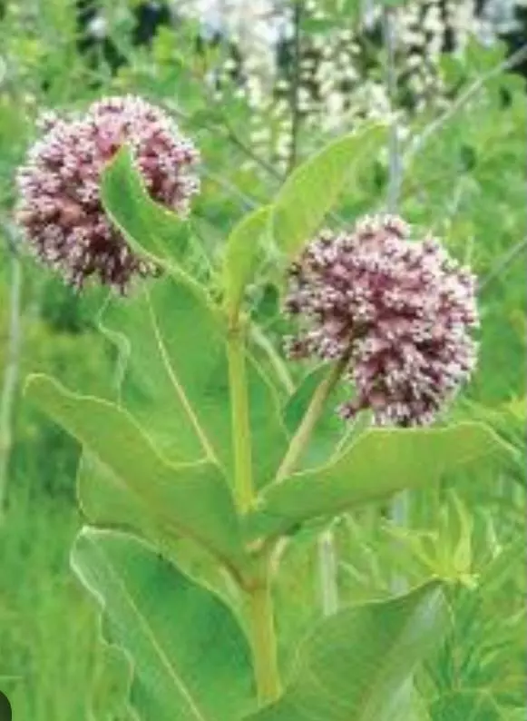 Common milkweed Asclepias syriacus thumbnail