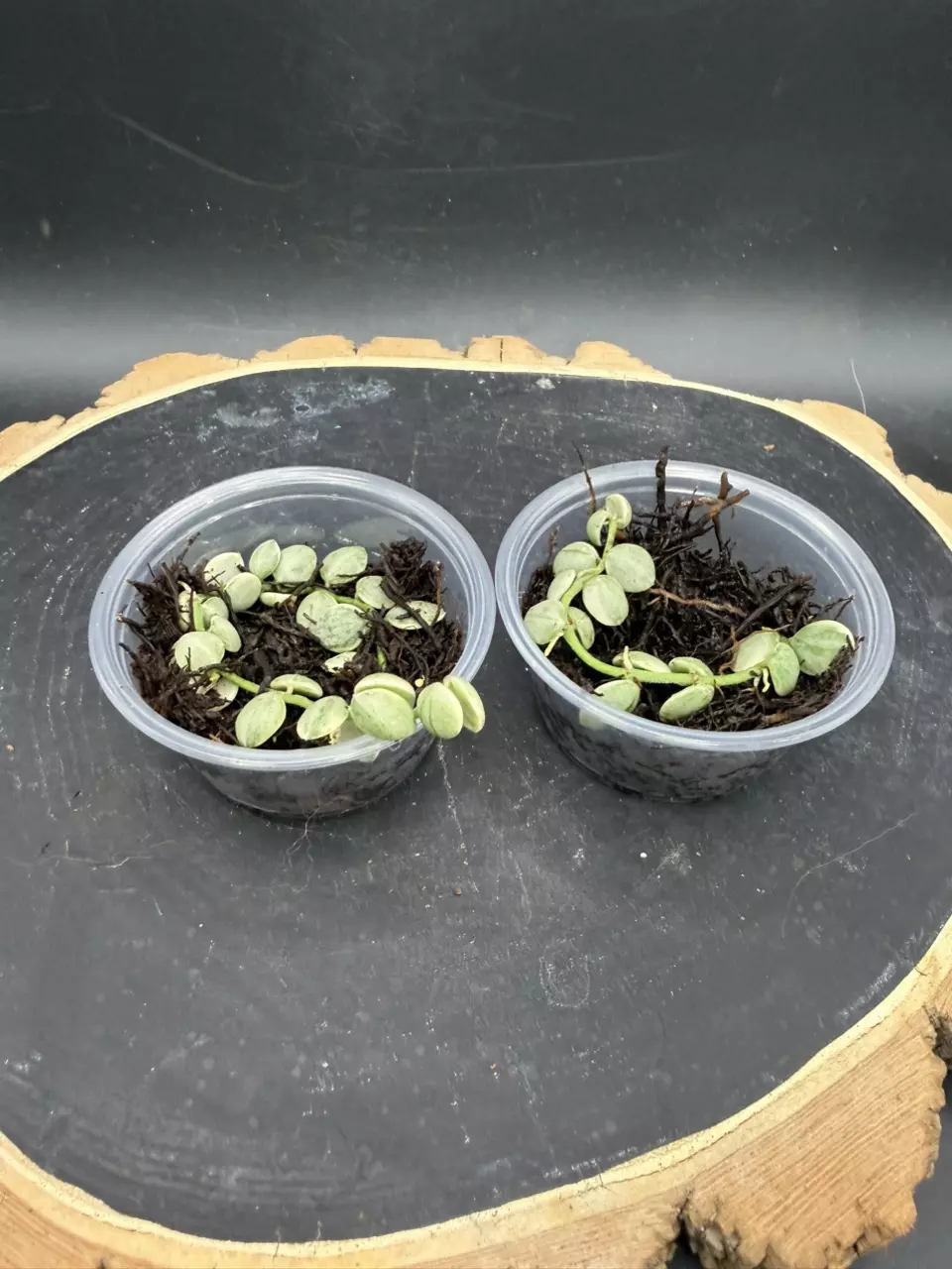 Dischidia Nummularia Variegata *cutting cup* thumbnail