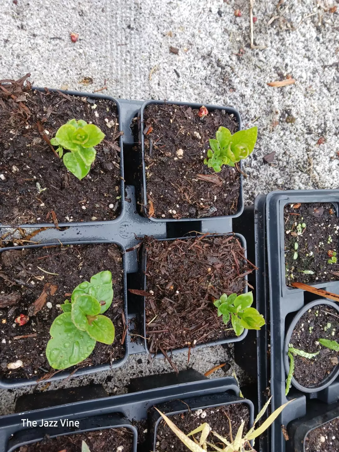 Assorted dwarf lilac starts thumbnail