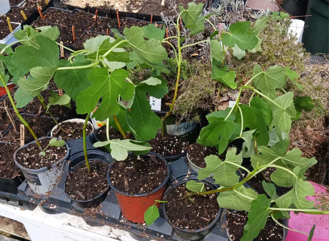 Fig fignomenal thumbnail