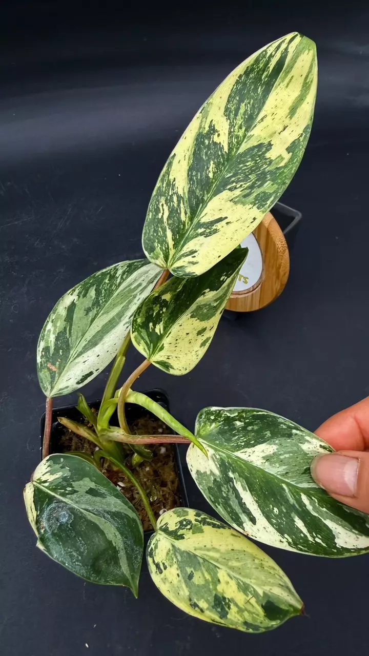 Philodendron Emerald King thumbnail