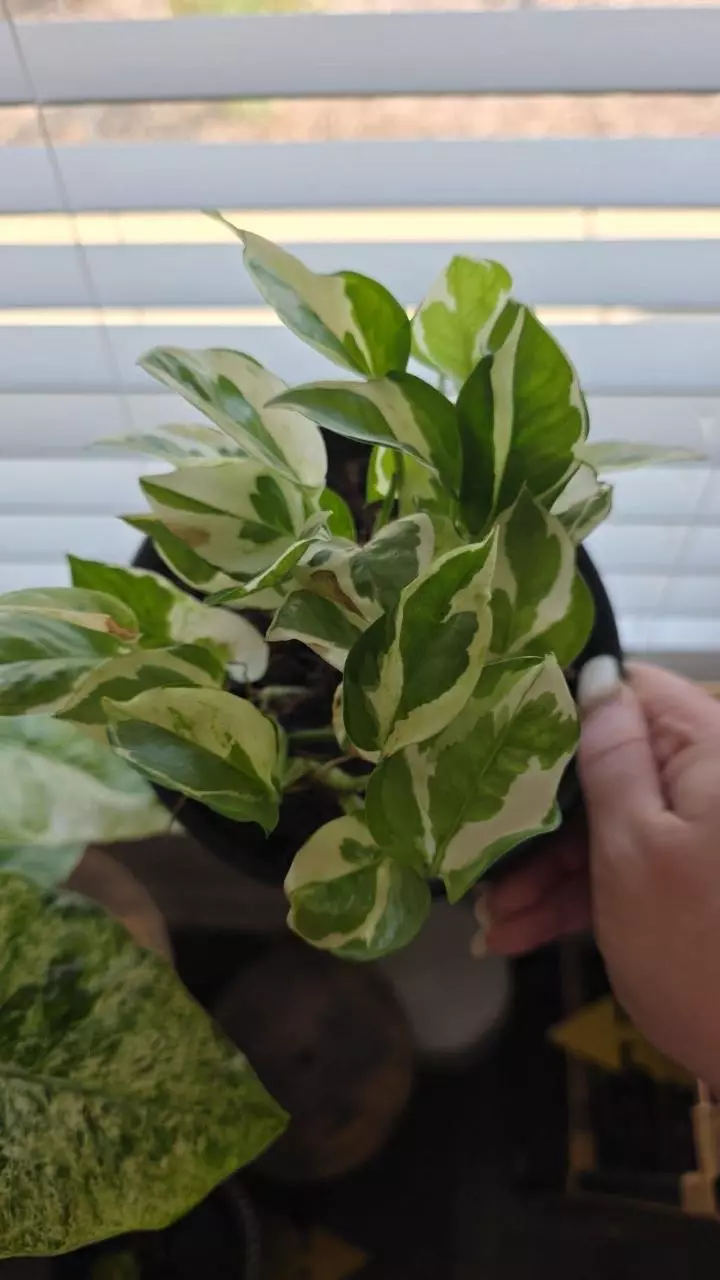 POTHOS N JOY thumbnail