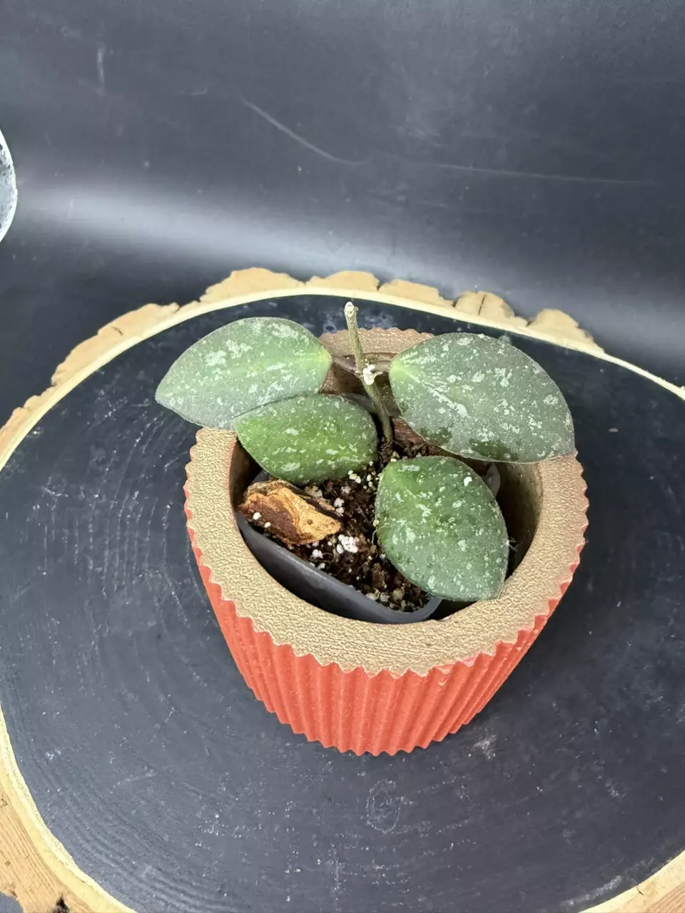 Hoya NAP-16 #286 thumbnail